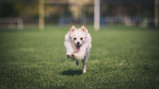 Illustration de l'article : 20 photos d'une chienne considérée comme une héroïne par son propriétaire