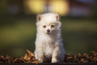 Illustration de l'article : 20 photos d'une chienne considérée comme une héroïne par son propriétaire