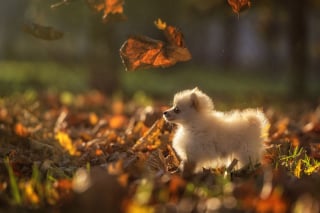 Illustration de l'article : 20 photos d'une chienne considérée comme une héroïne par son propriétaire