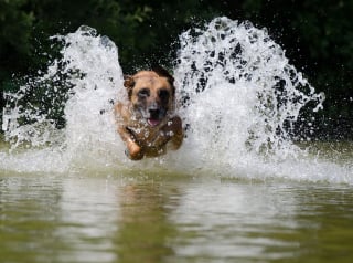 Illustration de l'article : Un homme enlisé jusqu'au torse au fond d'un lac, sauvé par son chien