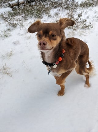 Illustration de l'article : Un maître désemparé demande de l'aide pour retrouver son chien percuté par une voiture sur l'autoroute