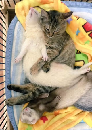 Illustration de l'article : 12 photos d'un chaton heureux d'être le sixième membre d'une famille de furets