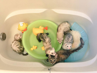 Illustration de l'article : 12 photos d'un chaton heureux d'être le sixième membre d'une famille de furets