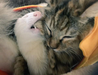 Illustration de l'article : 12 photos d'un chaton heureux d'être le sixième membre d'une famille de furets