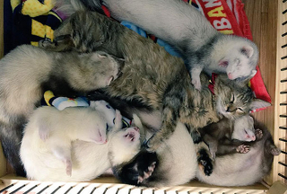 Illustration de l'article : 12 photos d'un chaton heureux d'être le sixième membre d'une famille de furets