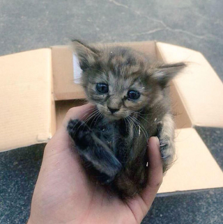 Illustration de l'article : 12 photos d'un chaton heureux d'être le sixième membre d'une famille de furets