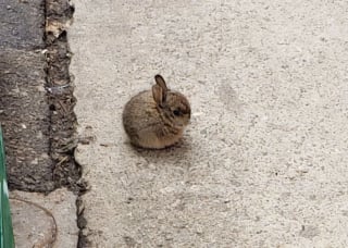 Illustration de l'article : Ces 13 photos d'animaux donnent tout son sens au dicton « Tout ce qui est petit est mignon »