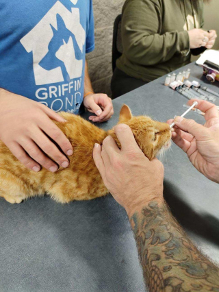 Illustration de l'article : Une cinquantaine de chats découverts dans une maison insalubre : Une association intervient et appelle à l’aide