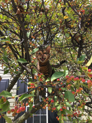 Illustration de l'article : 20 photos de chats qui vivaient heureux auprès de leur arbre