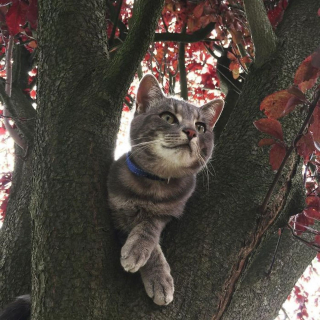 Illustration de l'article : 20 photos de chats qui vivaient heureux auprès de leur arbre