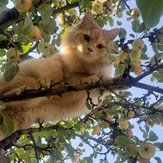 Illustration de l'article : 20 photos de chats qui vivaient heureux auprès de leur arbre