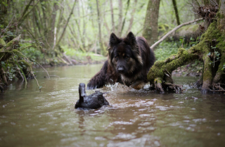 Illustration de l'article : 20 photos qui immortalisent l'amitié surprenante entre un chien et des oiseaux