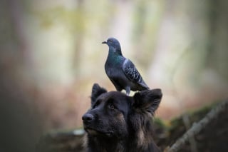 Illustration de l'article : 20 photos qui immortalisent l'amitié surprenante entre un chien et des oiseaux