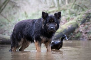 Illustration de l'article : 20 photos qui immortalisent l'amitié surprenante entre un chien et des oiseaux