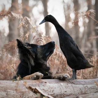 Illustration de l'article : 20 photos qui immortalisent l'amitié surprenante entre un chien et des oiseaux