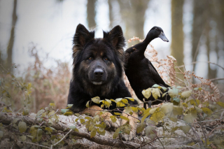 Illustration de l'article : 20 photos qui immortalisent l'amitié surprenante entre un chien et des oiseaux