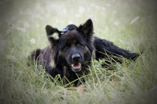 Illustration de l'article : 20 photos qui immortalisent l'amitié surprenante entre un chien et des oiseaux