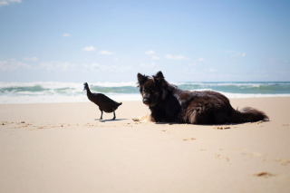 Illustration de l'article : 20 photos qui immortalisent l'amitié surprenante entre un chien et des oiseaux