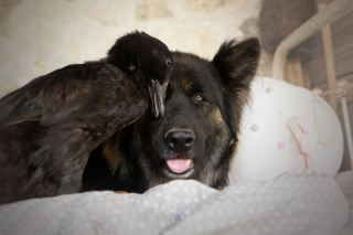 Illustration de l'article : 20 photos qui immortalisent l'amitié surprenante entre un chien et des oiseaux