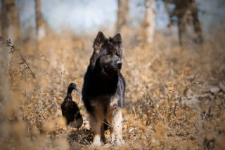 Illustration de l'article : 20 photos qui immortalisent l'amitié surprenante entre un chien et des oiseaux