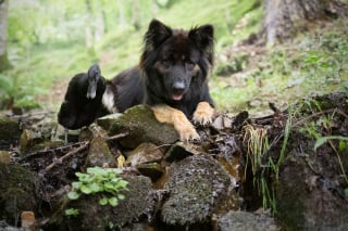 Illustration de l'article : 20 photos qui immortalisent l'amitié surprenante entre un chien et des oiseaux