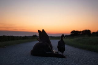 Illustration de l'article : 20 photos qui immortalisent l'amitié surprenante entre un chien et des oiseaux