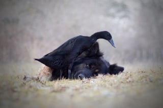 Illustration de l'article : 20 photos qui immortalisent l'amitié surprenante entre un chien et des oiseaux