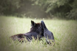 Illustration de l'article : 20 photos qui immortalisent l'amitié surprenante entre un chien et des oiseaux