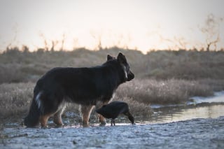 Illustration de l'article : 20 photos qui immortalisent l'amitié surprenante entre un chien et des oiseaux