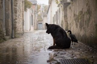 Illustration de l'article : 20 photos qui immortalisent l'amitié surprenante entre un chien et des oiseaux