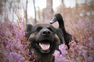 Illustration de l'article : 20 photos qui immortalisent l'amitié surprenante entre un chien et des oiseaux