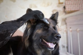 Illustration de l'article : 20 photos qui immortalisent l'amitié surprenante entre un chien et des oiseaux