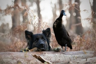 Illustration de l'article : 20 photos qui immortalisent l'amitié surprenante entre un chien et des oiseaux