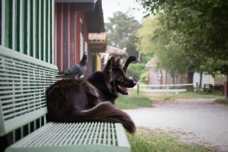 Illustration de l'article : 20 photos qui immortalisent l'amitié surprenante entre un chien et des oiseaux