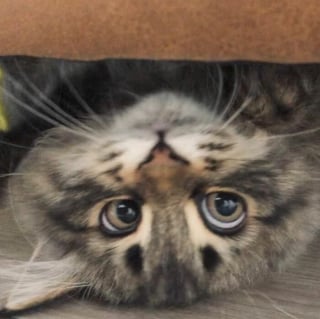 Illustration de l'article : 20 photos d'un chat aux expressions faciales les plus drôles et les plus mignonnes