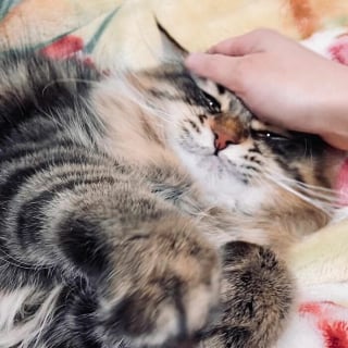 Illustration de l'article : 20 photos d'un chat aux expressions faciales les plus drôles et les plus mignonnes