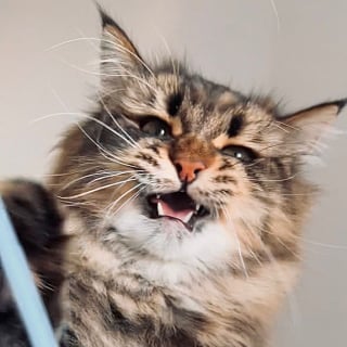 Illustration de l'article : 20 photos d'un chat aux expressions faciales les plus drôles et les plus mignonnes