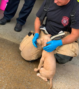 Illustration de l'article : Les pompiers au service d'un jeune chien dont la tête est coincée dans une bouteille en plastique !