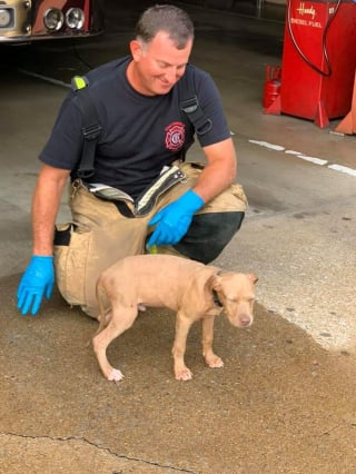 Illustration de l'article : Les pompiers au service d'un jeune chien dont la tête est coincée dans une bouteille en plastique !