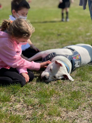 Illustration de l'article : Il adopte un chien sourd, qui devient une source d'inspiration et de joie pour toutes les personnes qu'il rencontre