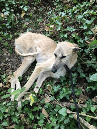 Illustration de l'article : Un chien abandonné au milieu des bois retrouve espoir grâce à des personnes bienveillantes