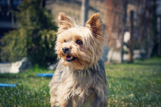 Illustration de l'article : La cueillette des champignons tourne mal pour une septuagénaire. Afin de la sauver, son Yorkshire Terrier aide les secouristes à la retrouver