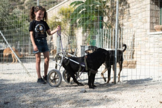 Illustration de l'article : Un geste de générosité permet à une femme d'offrir à son chien paralysé le chariot de ses rêves