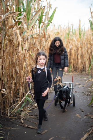 Illustration de l'article : Un geste de générosité permet à une femme d'offrir à son chien paralysé le chariot de ses rêves