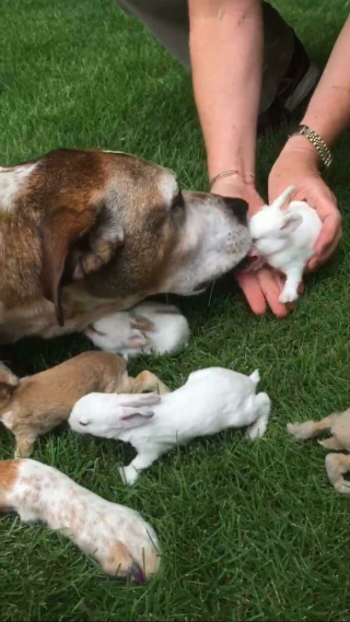 Illustration de l'article : 20 photos de lapins dont la douceur et la gentillesse constituent le meilleur remède contre le stress