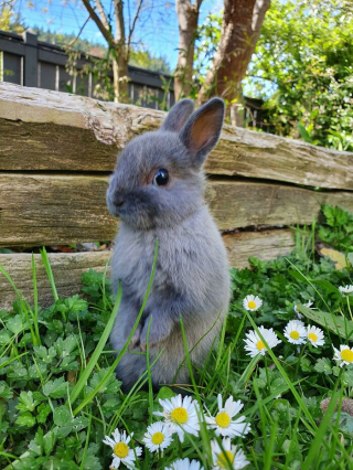 Illustration de l'article : 20 photos de lapins dont la douceur et la gentillesse constituent le meilleur remède contre le stress