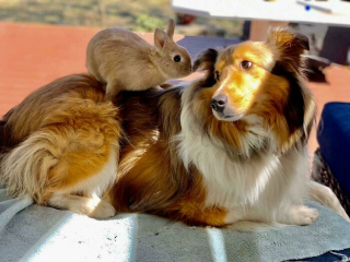 Illustration de l'article : 20 photos de lapins dont la douceur et la gentillesse constituent le meilleur remède contre le stress