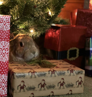 Illustration de l'article : 20 photos de lapins dont la douceur et la gentillesse constituent le meilleur remède contre le stress