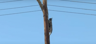 Illustration de l'article : Une chatte disparue depuis plusieurs jours retrouvée perchée au sommet d'un poteau électrique