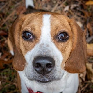 Illustration de l'article : Le geste inattendu de ce Beagle a permis de sauver la vie d'une octogénaire coincée dans sa salle de bains